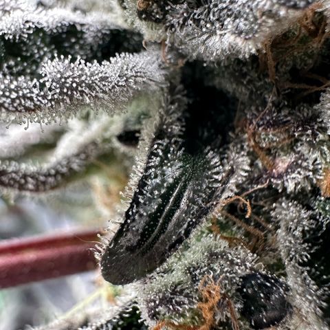 CxLAZ #24 37.13g growlog timeline photo