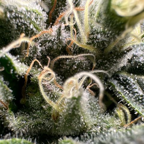 MiscxLAZ #08 C #1 growlog timeline photo