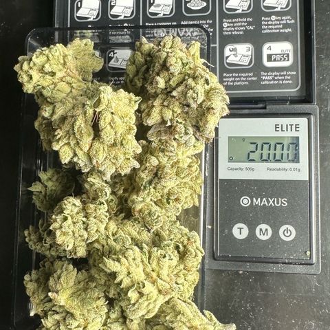 Misc x (LA Kush x Zkittles) #26 60.7g growlog timeline photo