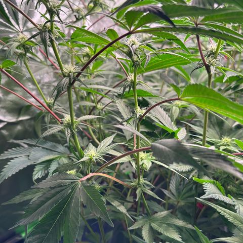 CxLAZ #03 C #1 58.58g growlog timeline photo