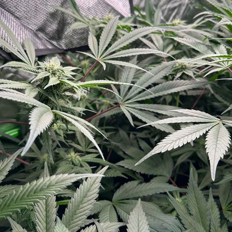 CxLAZ #03 C #1 58.58g growlog timeline photo