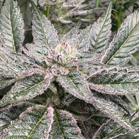 MiscxLAZ #22 C 42.33g growlog timeline photo