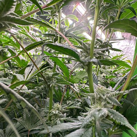 MiscxLAZ #29 C growlog timeline photo