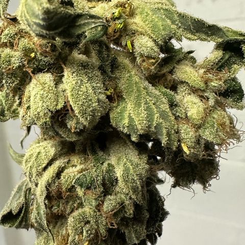 Misc x (LA Kush x Zkittles) #08 growlog photo: Moved to plastic bag