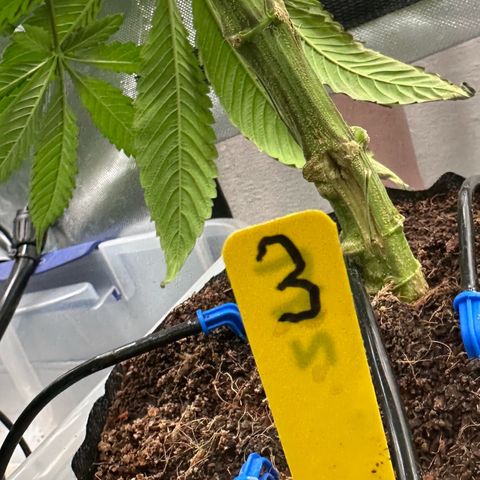 CxLAZ #03 45.52g growlog timeline photo