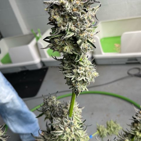 CxLAZ #24 37.13g growlog photo: Harvest day
