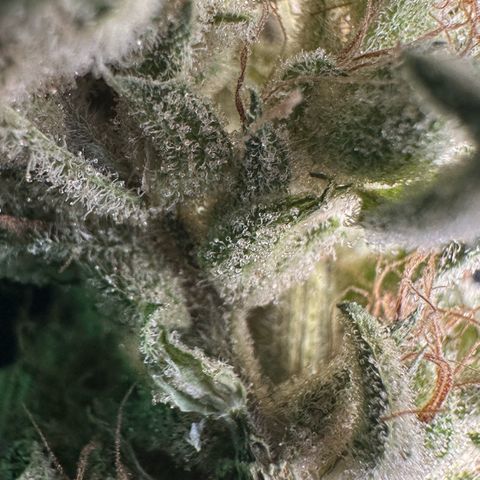 CxLAZ #20 13.7g growlog timeline photo