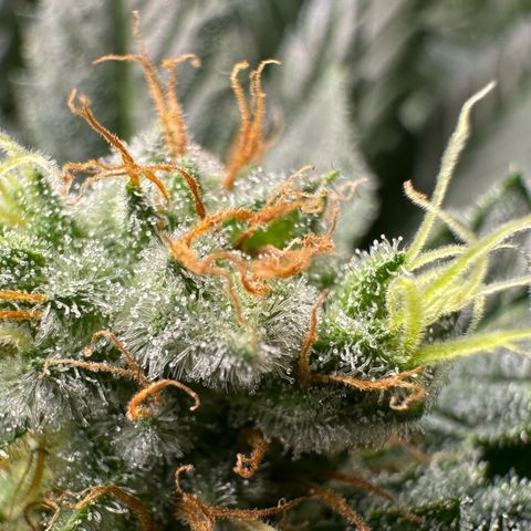 Fuel D.OG #1 Female 47.36g growlog timeline photo