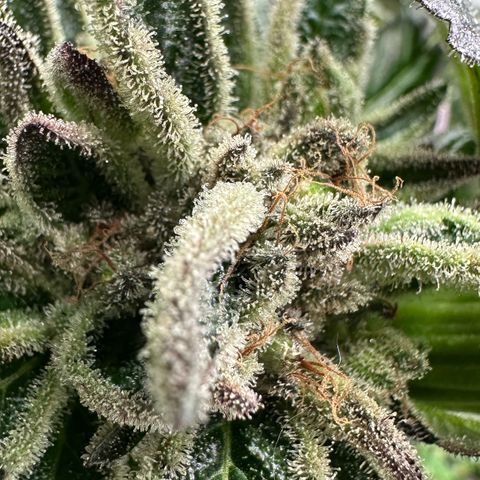 Misc x (LA Kush x Zkittles) #28 13.53g growlog timeline photo