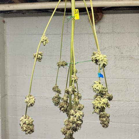 CxLAZ #31 58.75g growlog photo: Moved to plastic bag