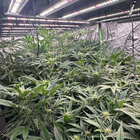 Fuel D.OG #1 Female 47.36g growlog timeline photo
