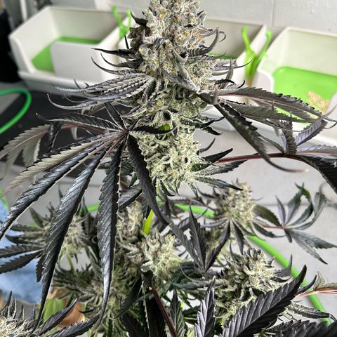 CxLAZ #24 37.13g growlog photo: Harvest day