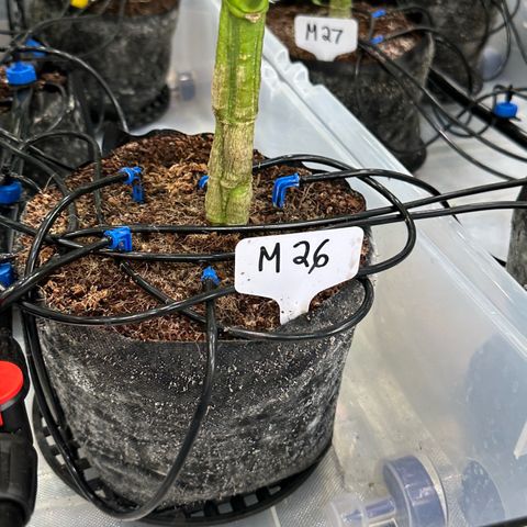 Misc x (LA Kush x Zkittles) #26 60.7g growlog timeline photo