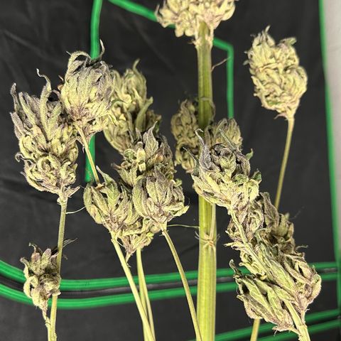Misc x (LA Kush x Zkittles) #33 19.08g growlog photo: Moved to plastic bag