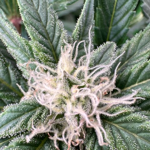Fuel D.OG #2 Female 49.44g M growlog timeline photo