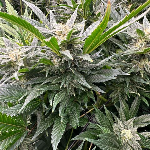 Fuel D.OG #2 Female 49.44g M growlog timeline photo