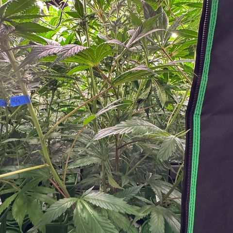 MiscxLAZ #29 C growlog timeline photo