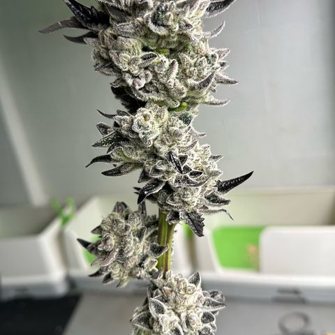 Misc x (LA Kush x Zkittles) #29 25.69g growlog photo: Harvest day