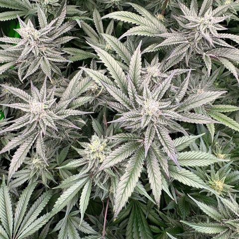 MiscxLAZ #22 C 42.33g growlog timeline photo