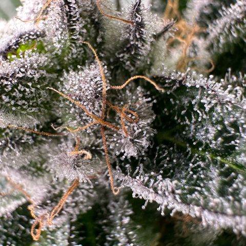 MiscxLAZ #29 C growlog timeline photo
