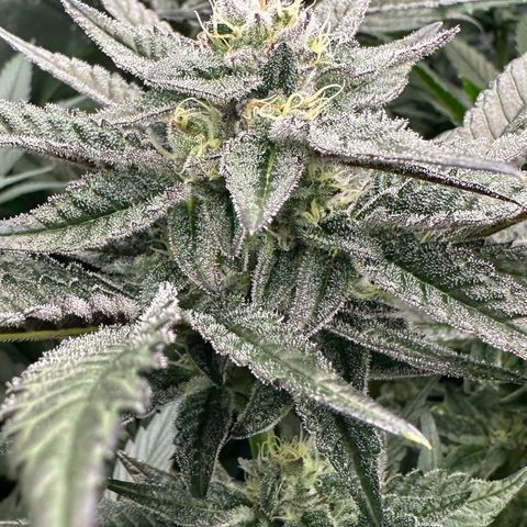 MiscxLAZ #22 C 42.33g growlog timeline photo