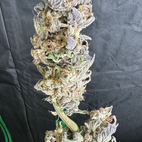 CxLAZ #03 45.52g growlog photo: Moved to plastic bag