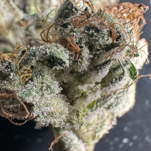 Misc x (LA Kush x Zkittles) #04 10.54g growlog timeline photo