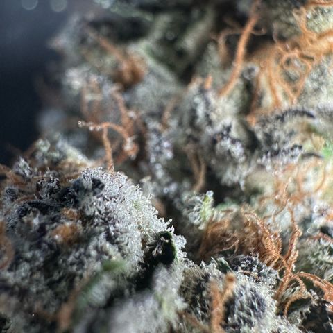 CxLAZ #31 58.75g growlog photo: Trimmed and moved to jar