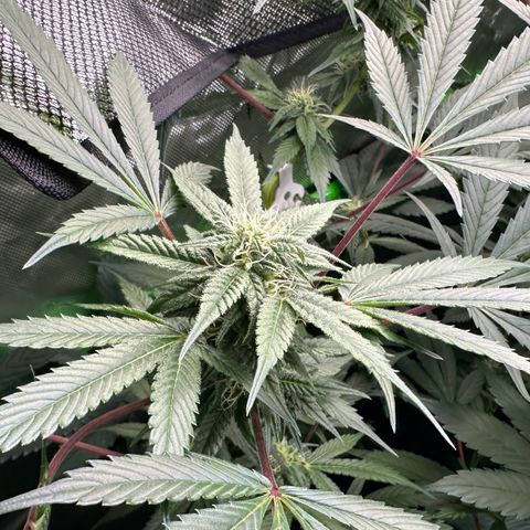 CxLAZ #03 C #1 58.58g growlog timeline photo