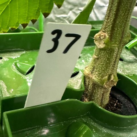 MiscxLAZ #37 C growlog timeline photo