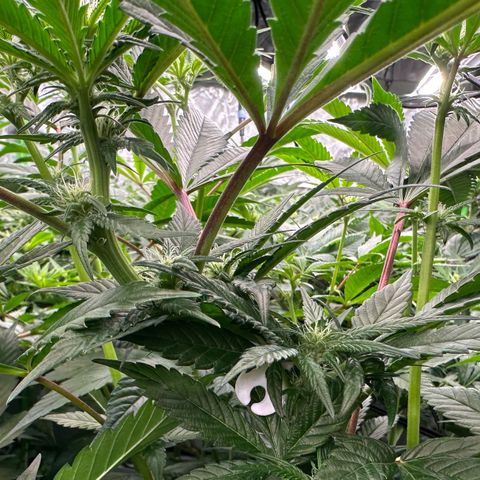 MiscxLAZ #29 C growlog timeline photo