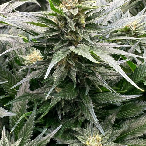 Fuel D.OG #1 Female 47.36g growlog timeline photo