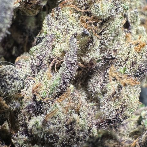 CxLAZ #03 45.52g growlog timeline photo