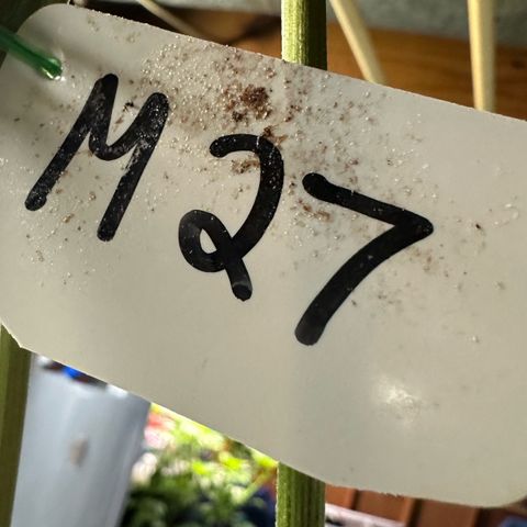 Misc x (LA Kush x Zkittles) #27 33.12g growlog photo: Moved to plastic bag