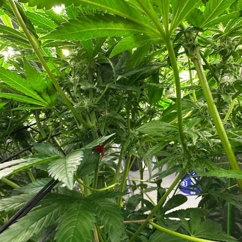 Fuel D.OG #2 Female 49.44g M growlog timeline photo