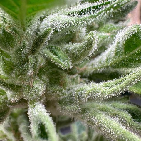 CxLAZ #06 growlog photo: Bent branch bad so cut off bud and hung to dry.