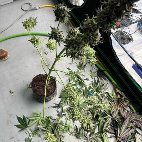 CxLAZ #14 53.59g growlog photo: Harvest day
