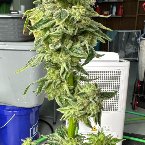 CxLAZ #20 13.7g growlog photo: Harvest day
