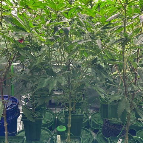 Fuel D.OG #1 Female 47.36g growlog timeline photo