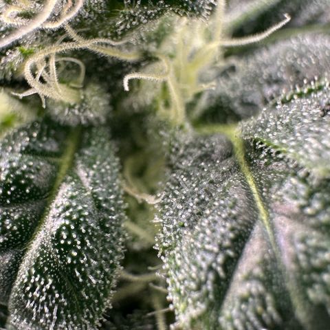 MiscxLAZ #08 C #1 growlog timeline photo