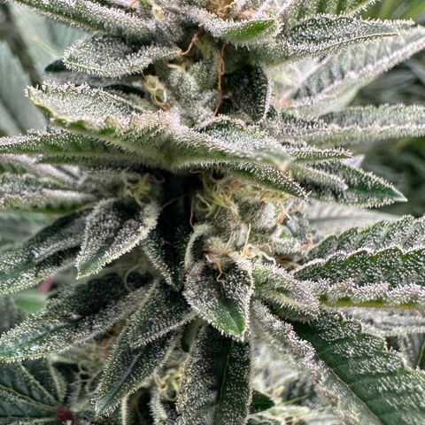 MiscxLAZ #26 C #1 47.15g growlog timeline photo