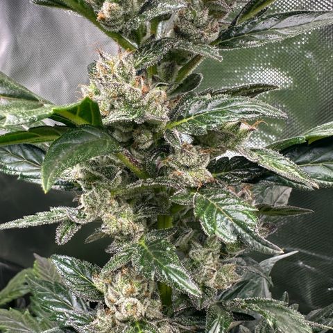 Auto Think Different  #1 growlog timeline photo
