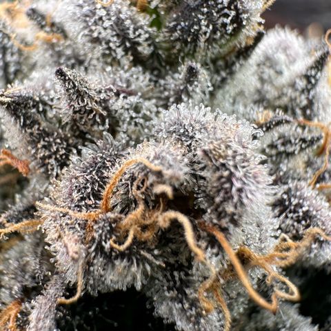 CxLAZ #31 58.75g growlog timeline photo