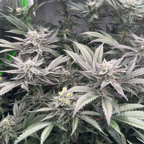 MiscxLAZ #22 C 42.33g growlog timeline photo