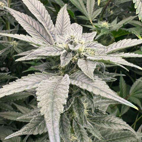 CxLAZ #20 C1 25g growlog timeline photo