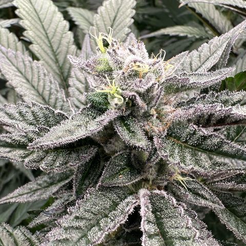 MiscxLAZ #22 C 42.33g growlog timeline photo