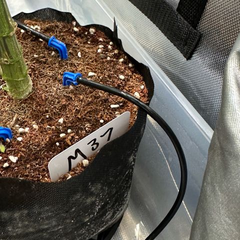 Misc x (LA Kush x Zkittles) #37 42.26g growlog timeline photo