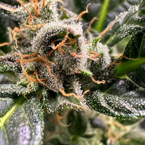 Auto Think Different  #3 growlog timeline photo