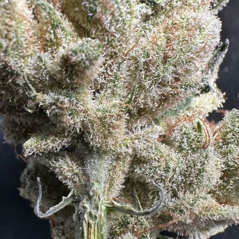 Misc x (LA Kush x Zkittles) #26 60.7g growlog timeline photo