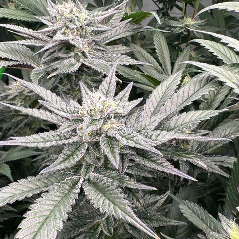 MiscxLAZ #22 C 42.33g growlog timeline photo